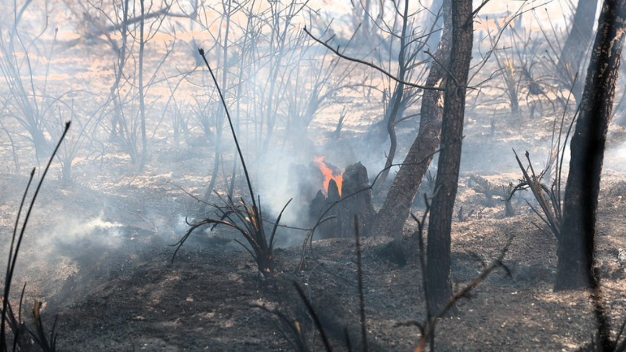 Brush fire contained in the Lithia area, 1 in critical condition: HCFR