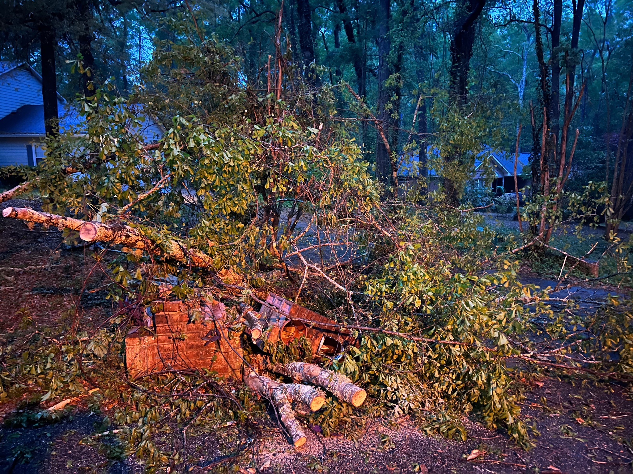 Tallahassee Tree Down