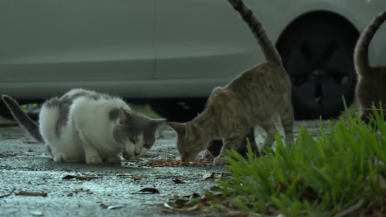 Belle Glade Cats
