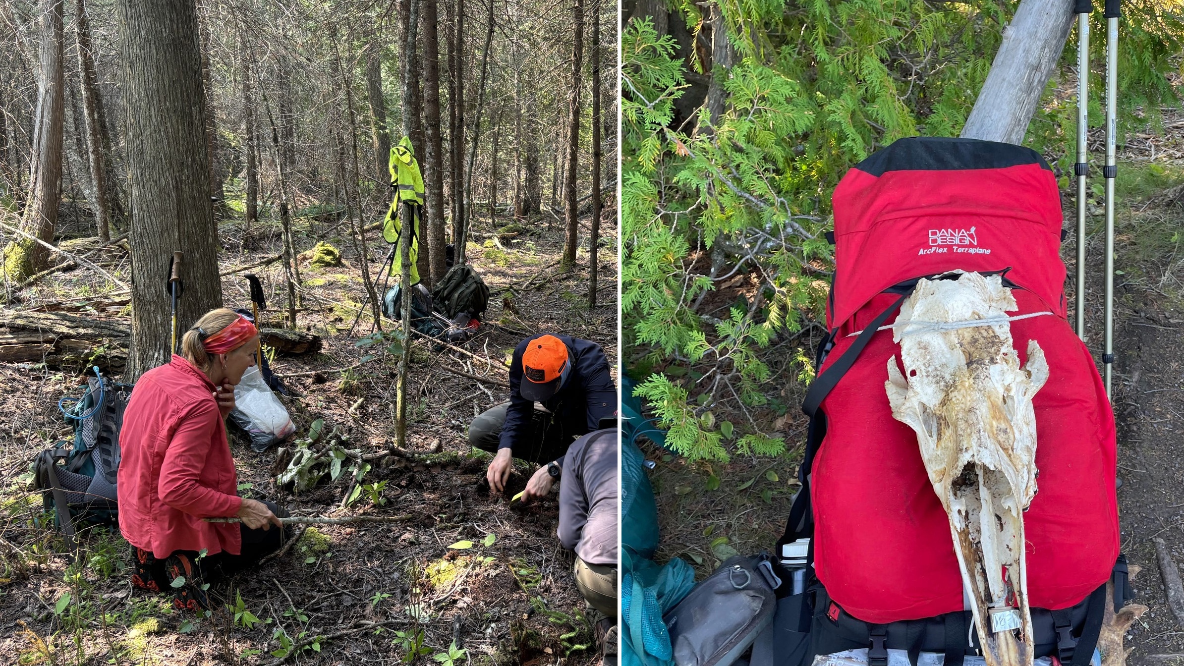 wolves and moose moosewatcher isle royale.jpg