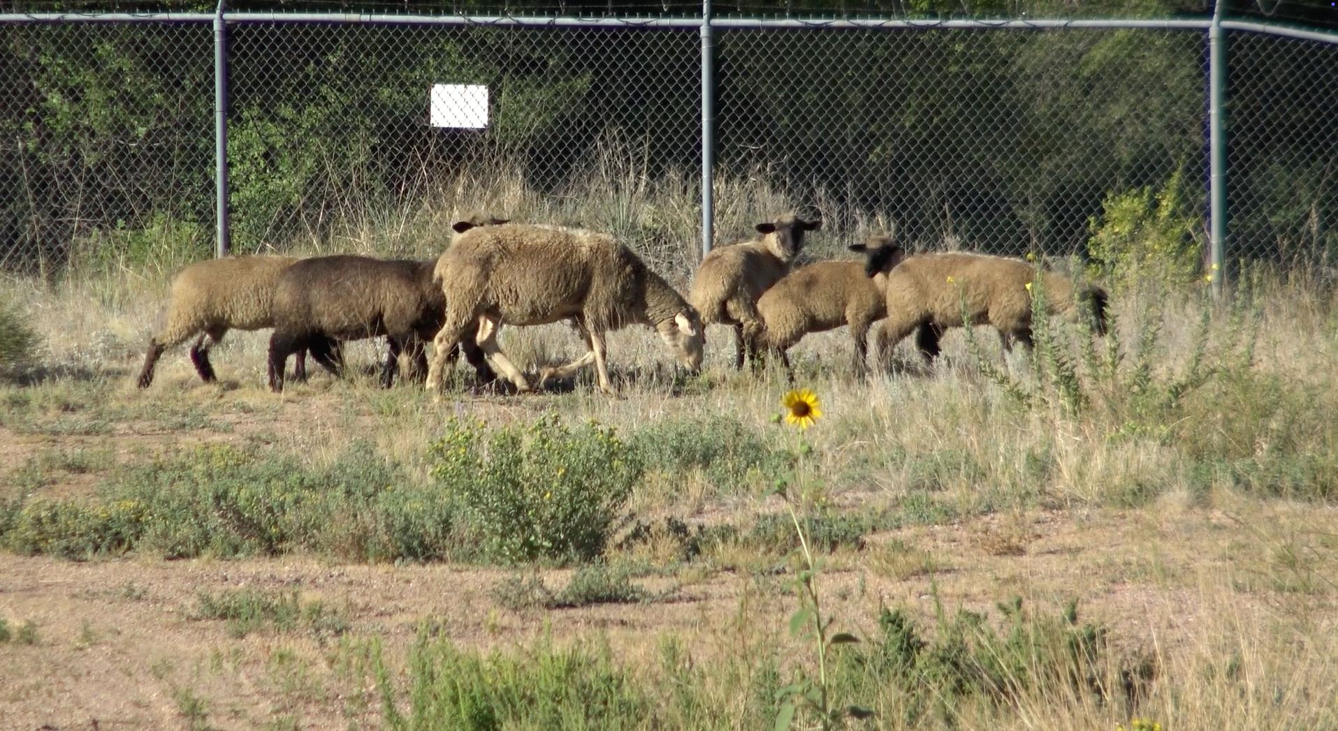 Sheep Controlling Weeds