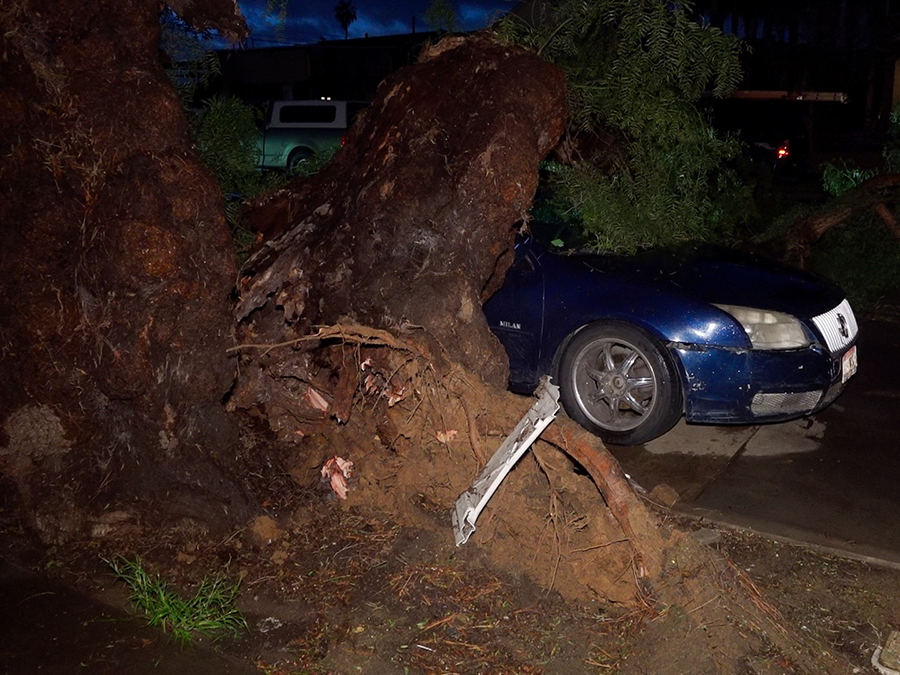 southcrest_tree_down3_020824.jpg
