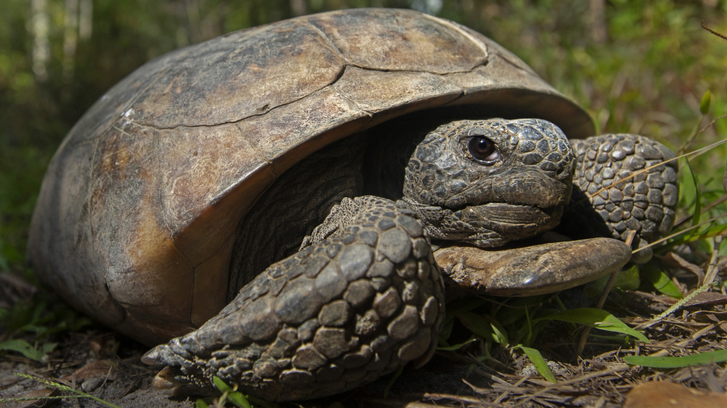 A gopher tortoise at San Felasco Hammock Preserve State Park in Gainesville, Florida.
