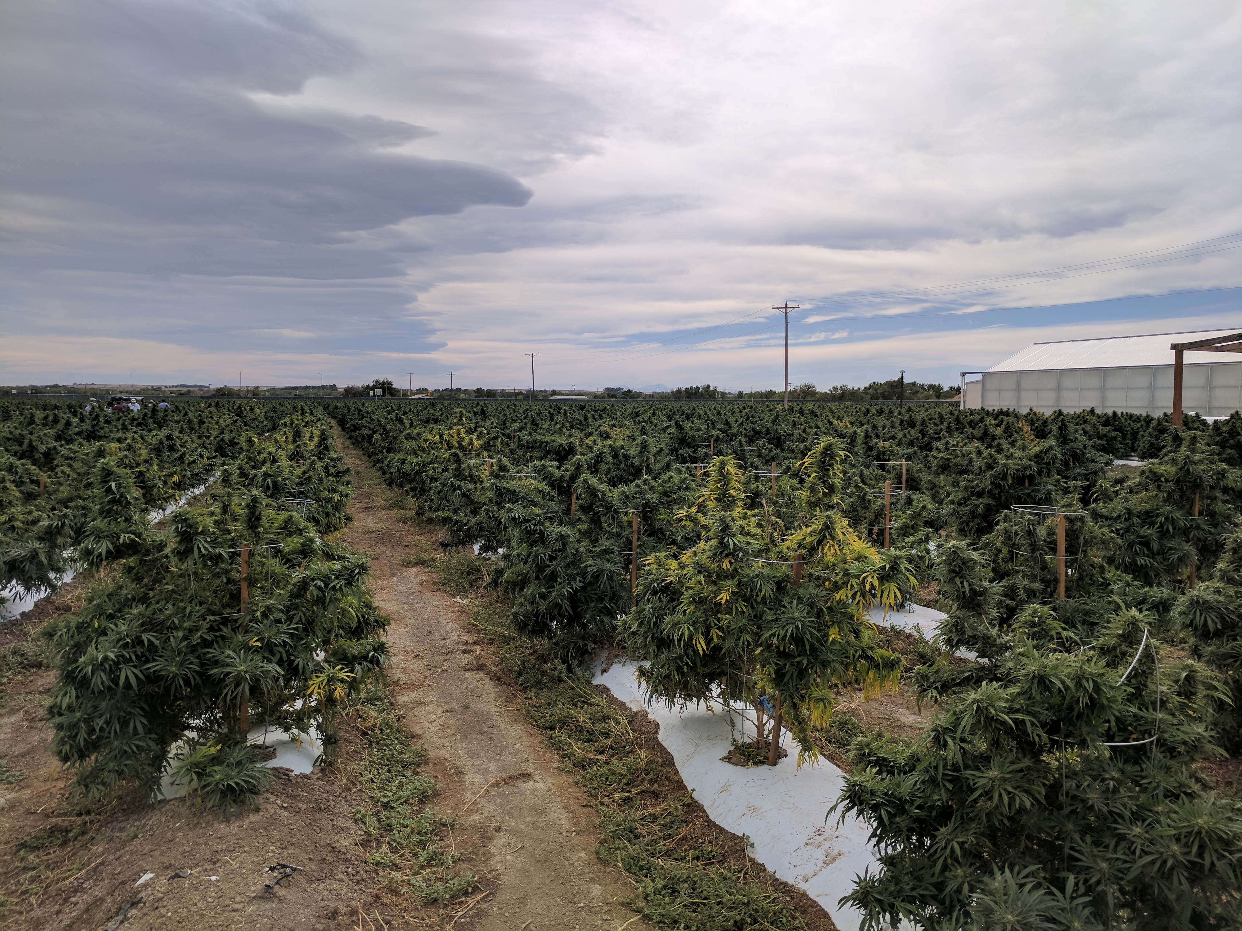 Los Suenos Marijuana Farm