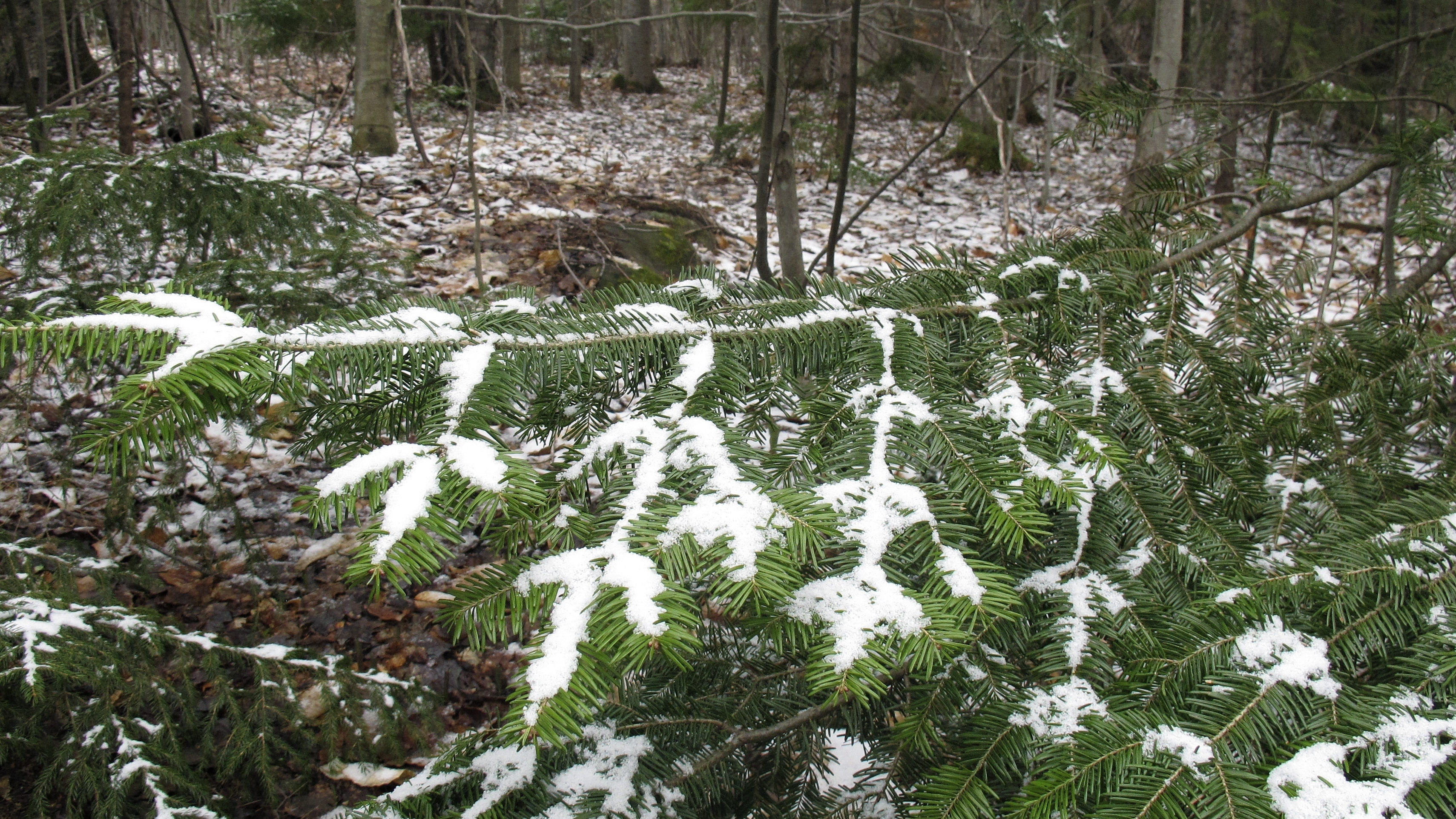 Polar vortex could bring rare May snow, low temps to the northeast this weekend