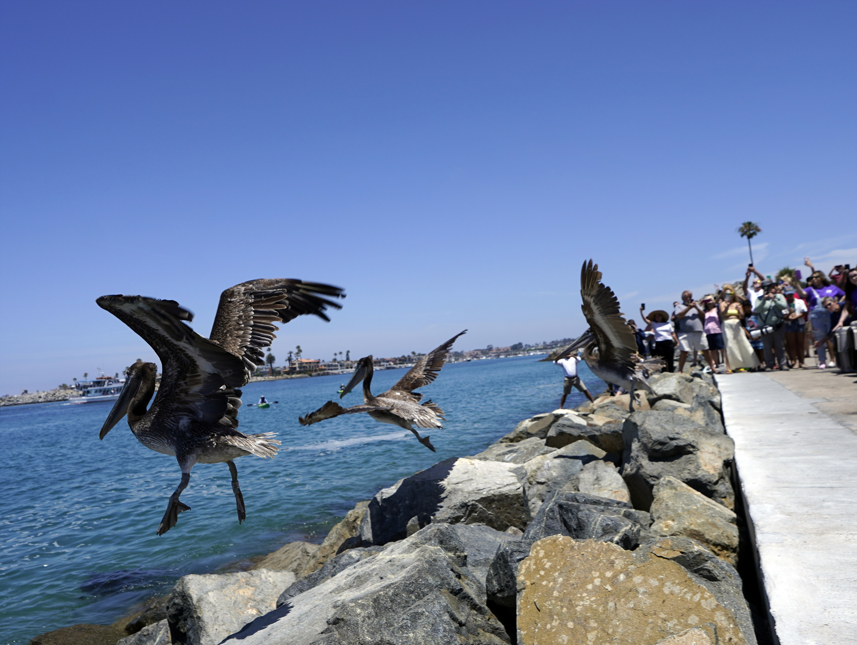 Starving Pelicans