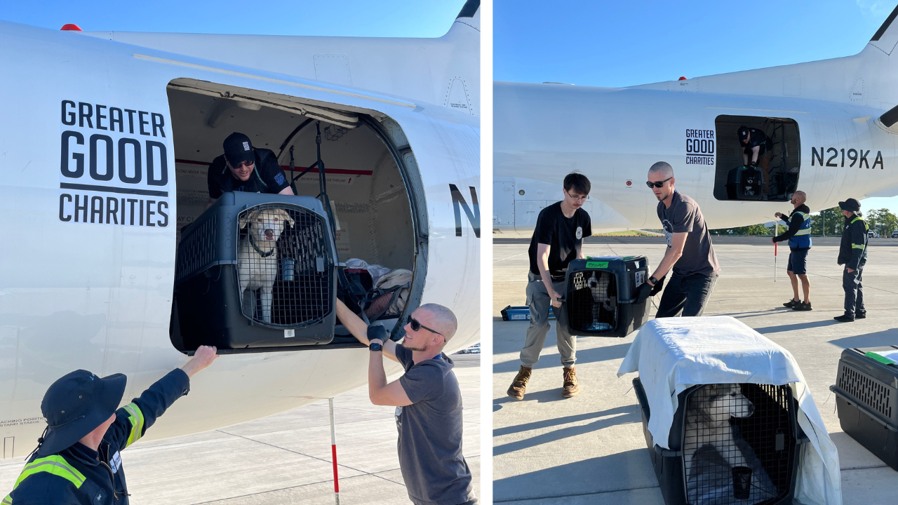 Middle Tennessee shelters take in dozens of animals displaced by Georgia wildfires