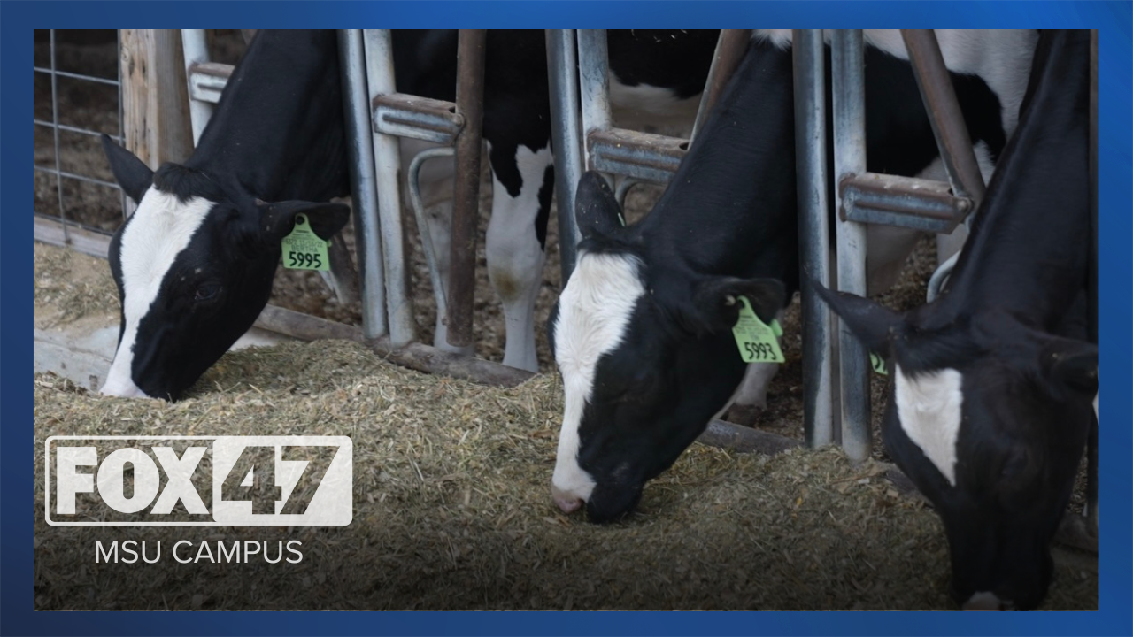 MSU emotional support cows thumbnail