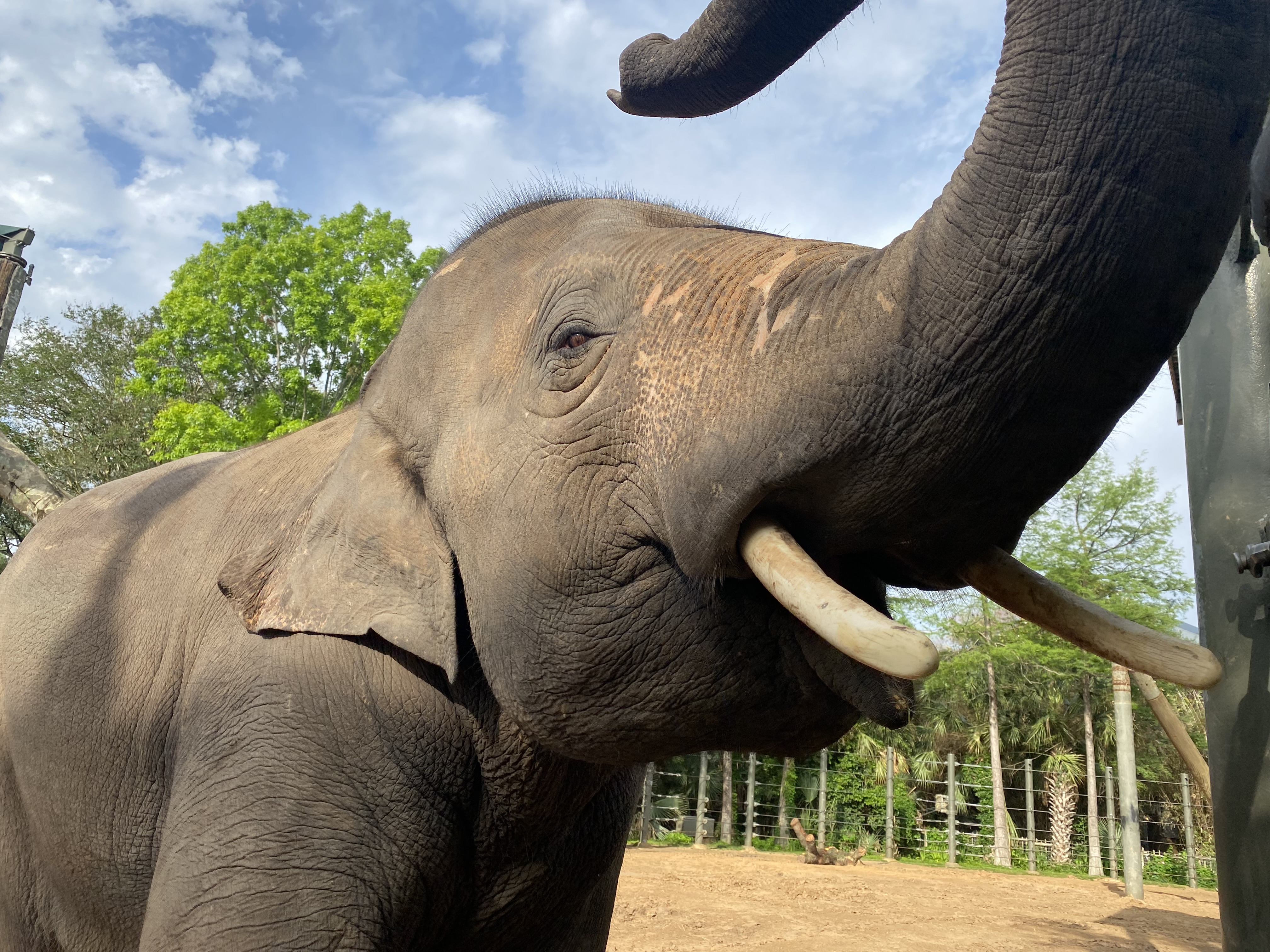 Duncan Asian Elephant 2.jpeg