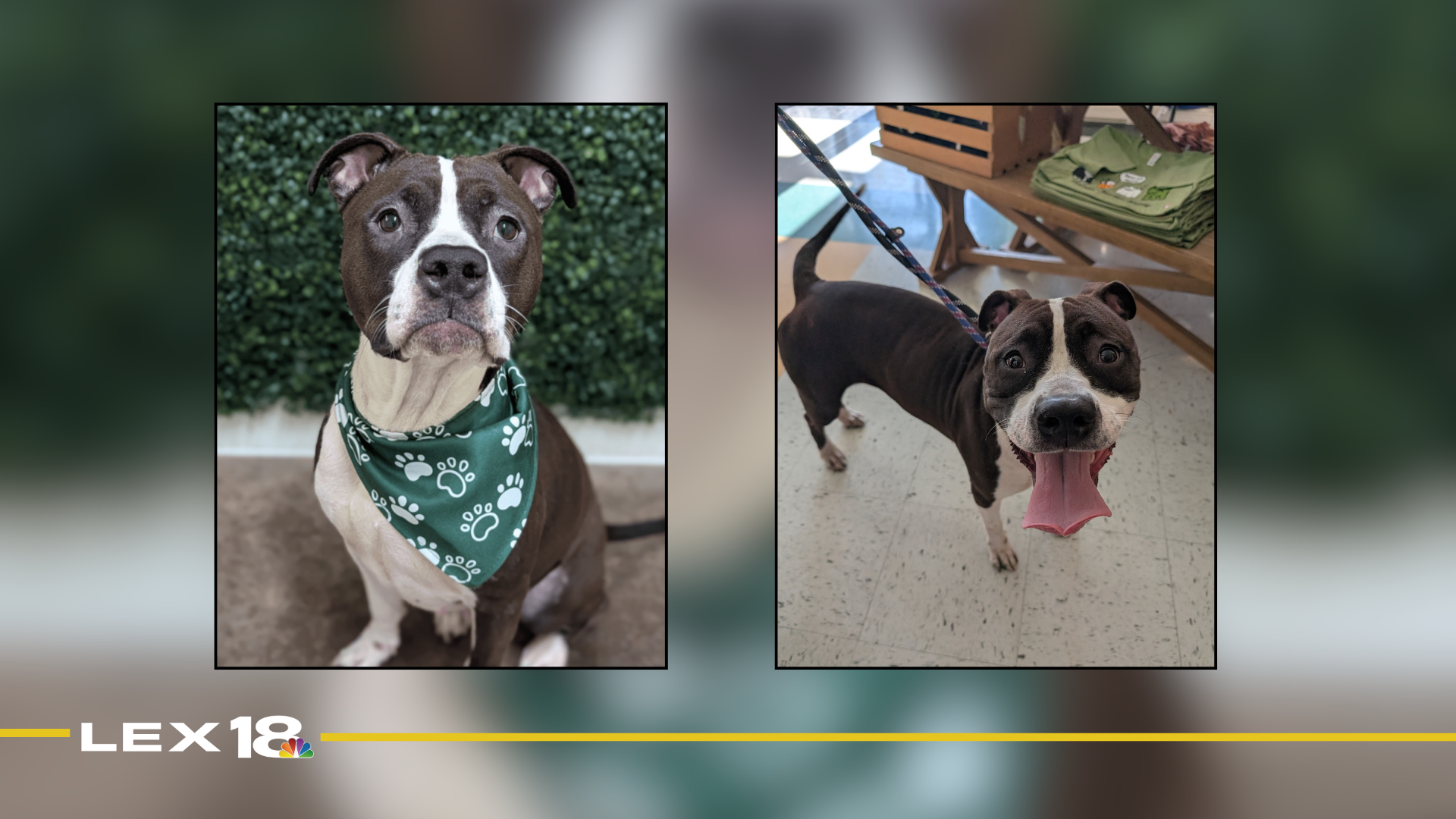 Featured Image Custom Edit (2).png