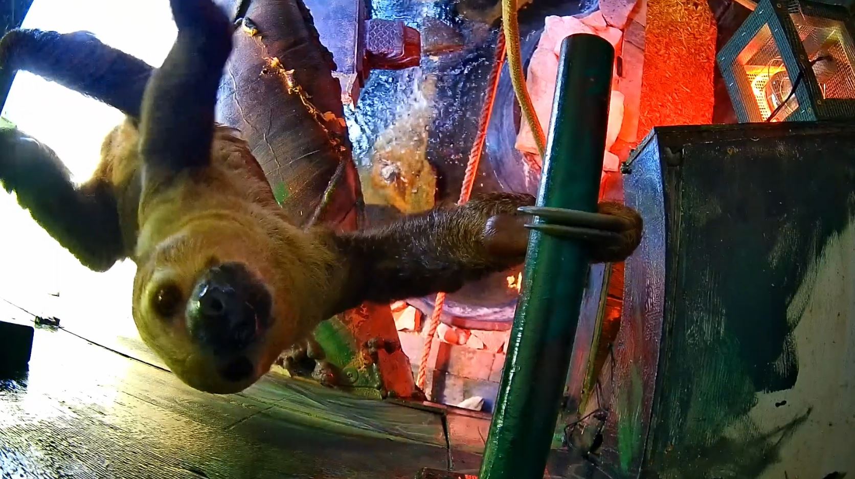 ZOOCMAS1.JPG