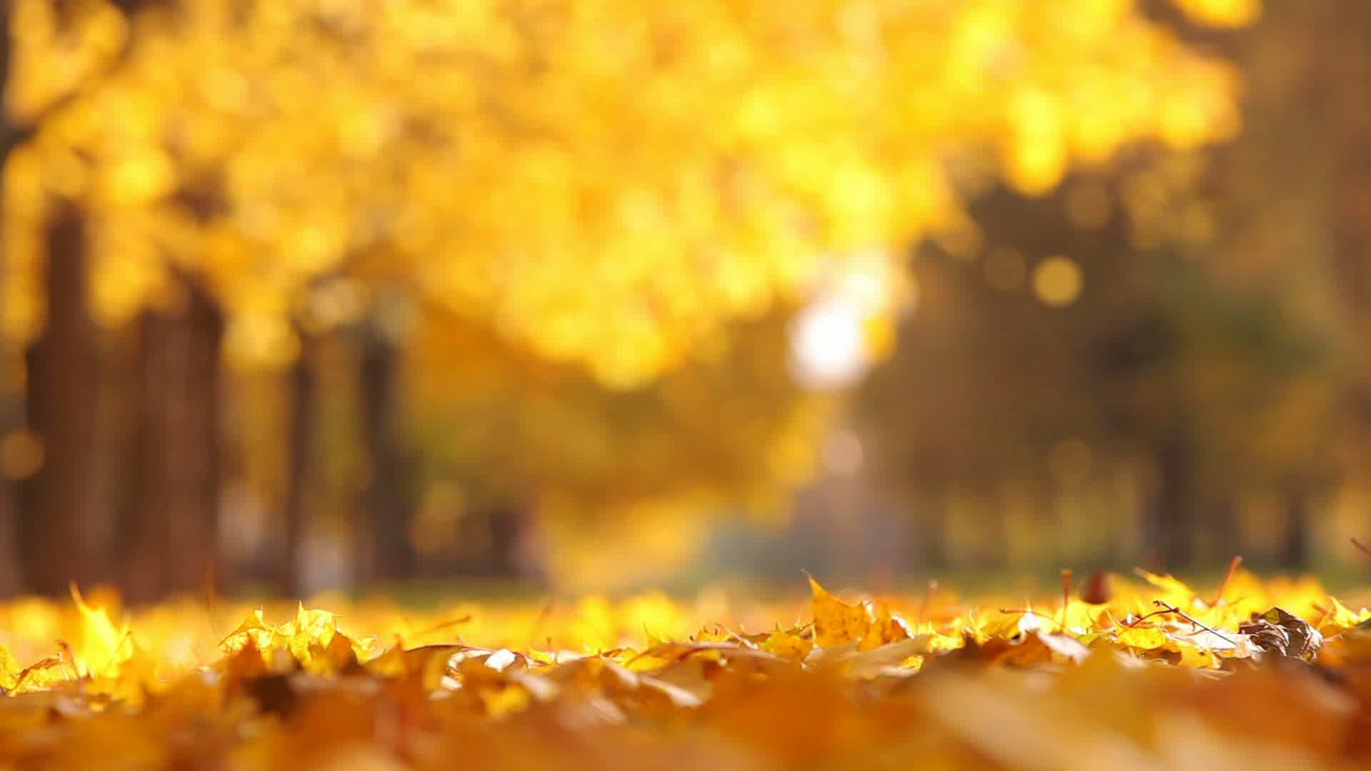 wx-falling leaves.png