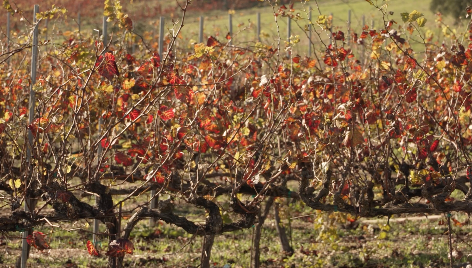 Laetitia Wine