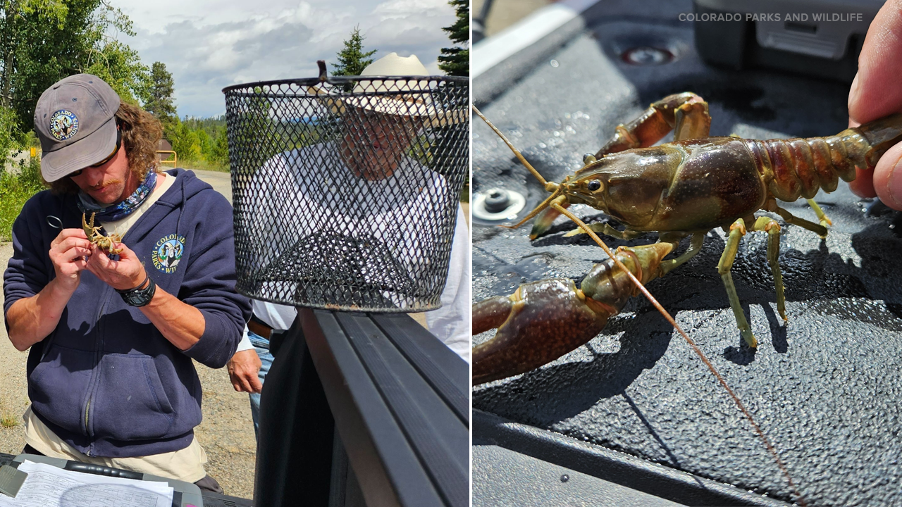 rusty crayfish lake granby.png