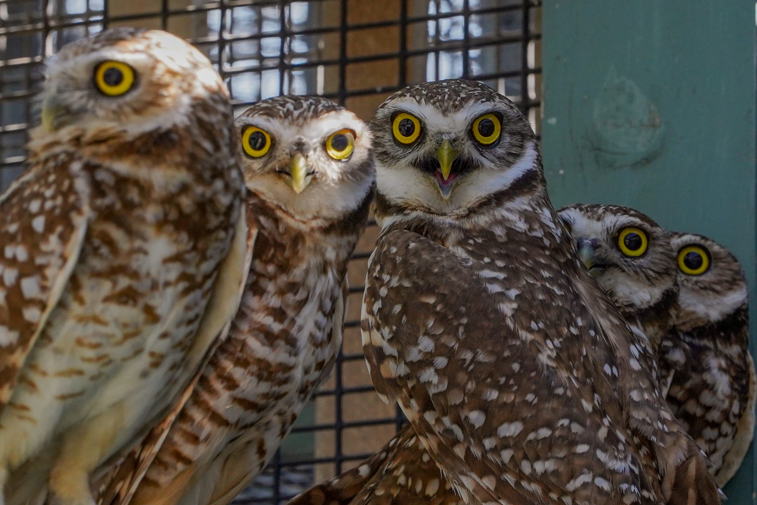 Arizona Owls Cave Creek