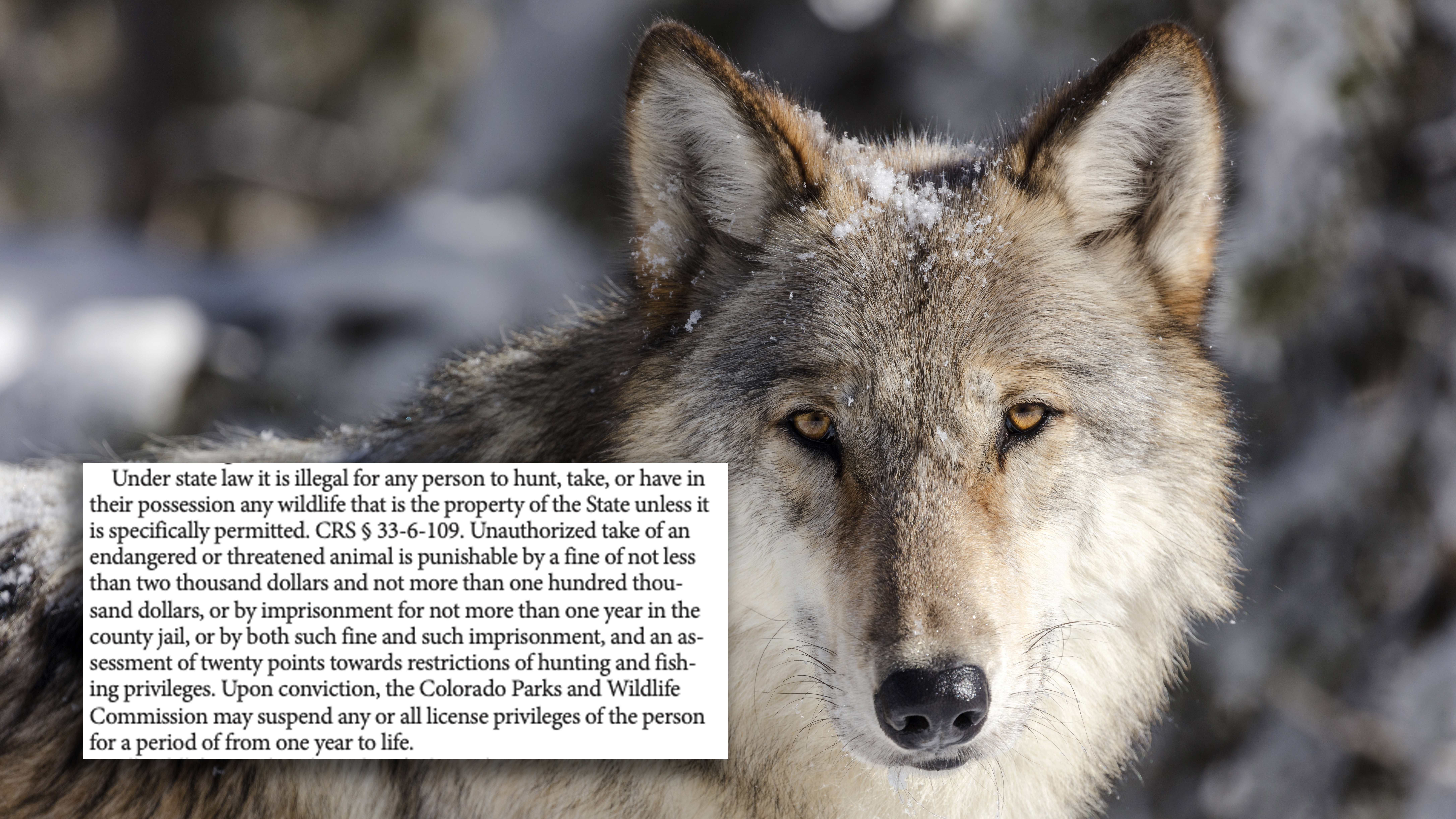 Gray wolf picture with information about illegal killing 