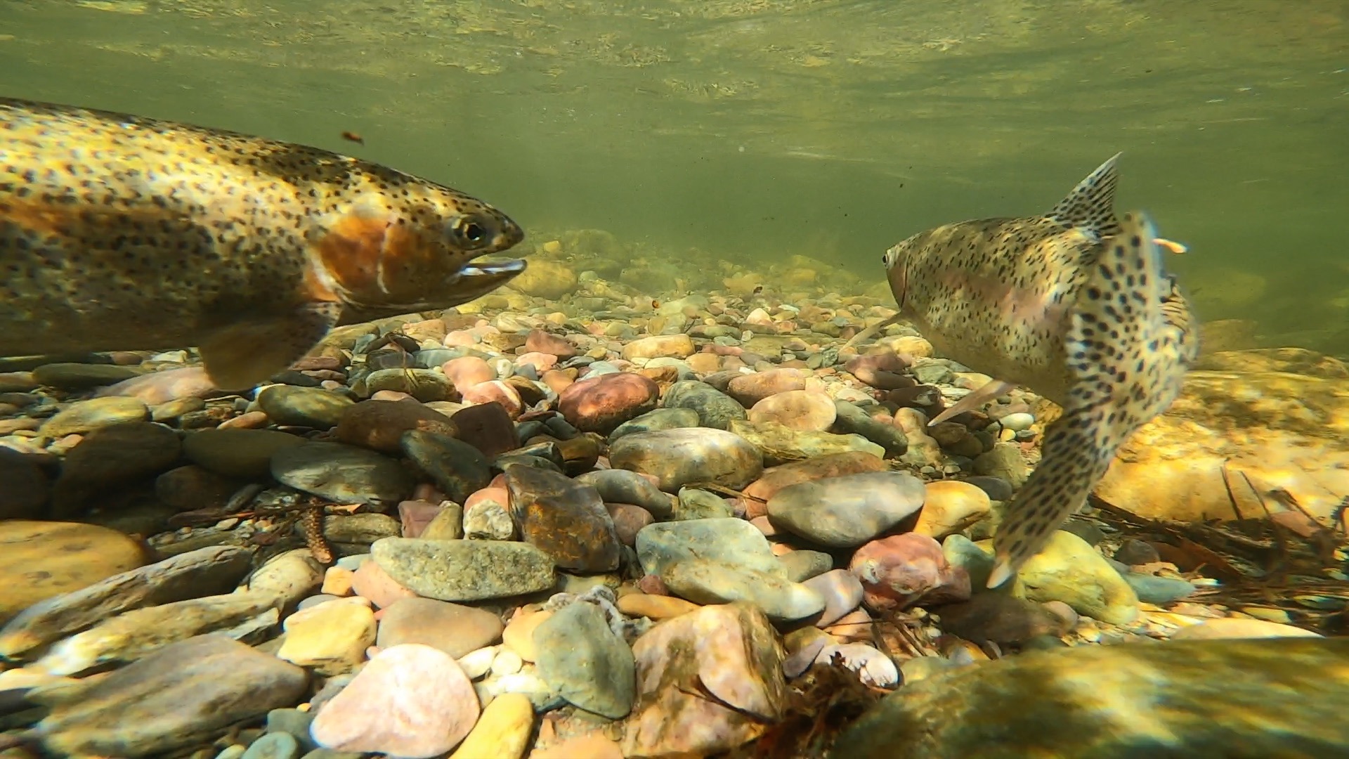 Anglers encouraged to watch for tagged trout as part of new research project