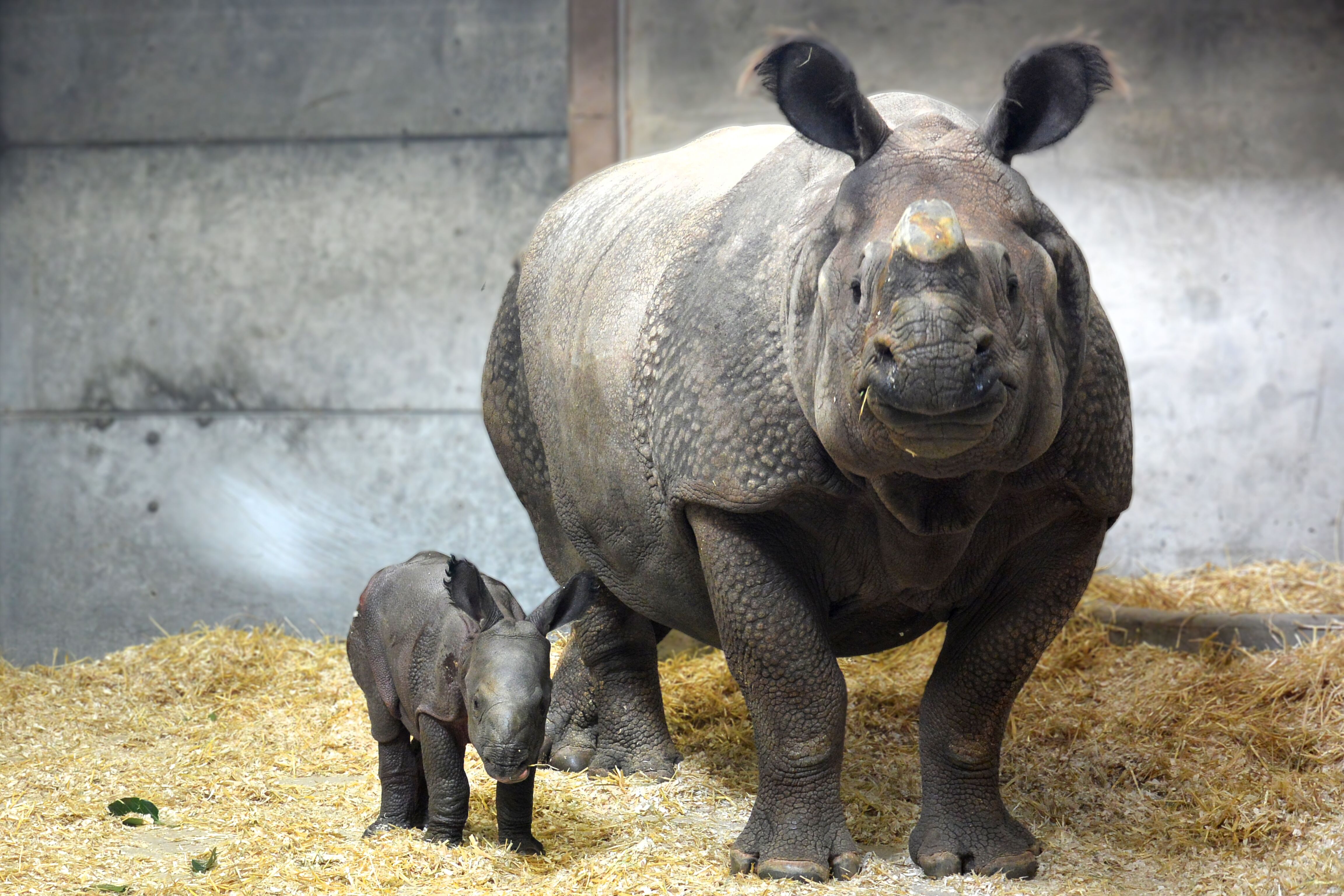 Denver Zoo rhino calf