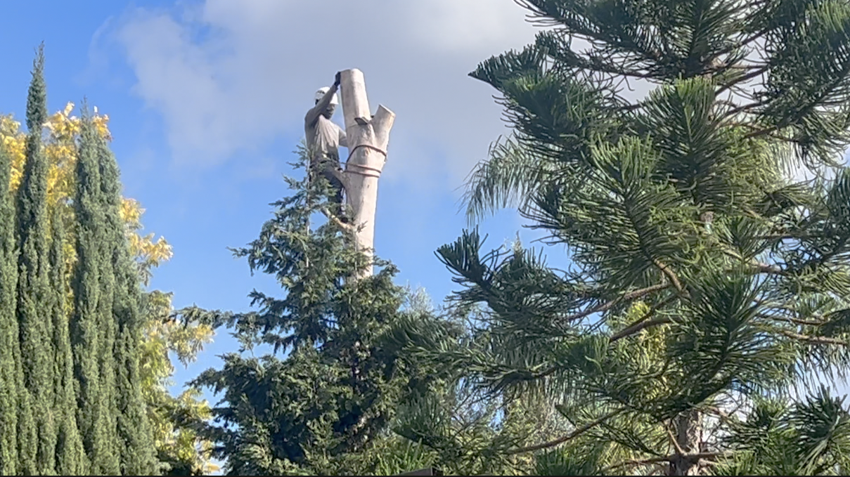 A contractor working on a tree in El Cajon. 