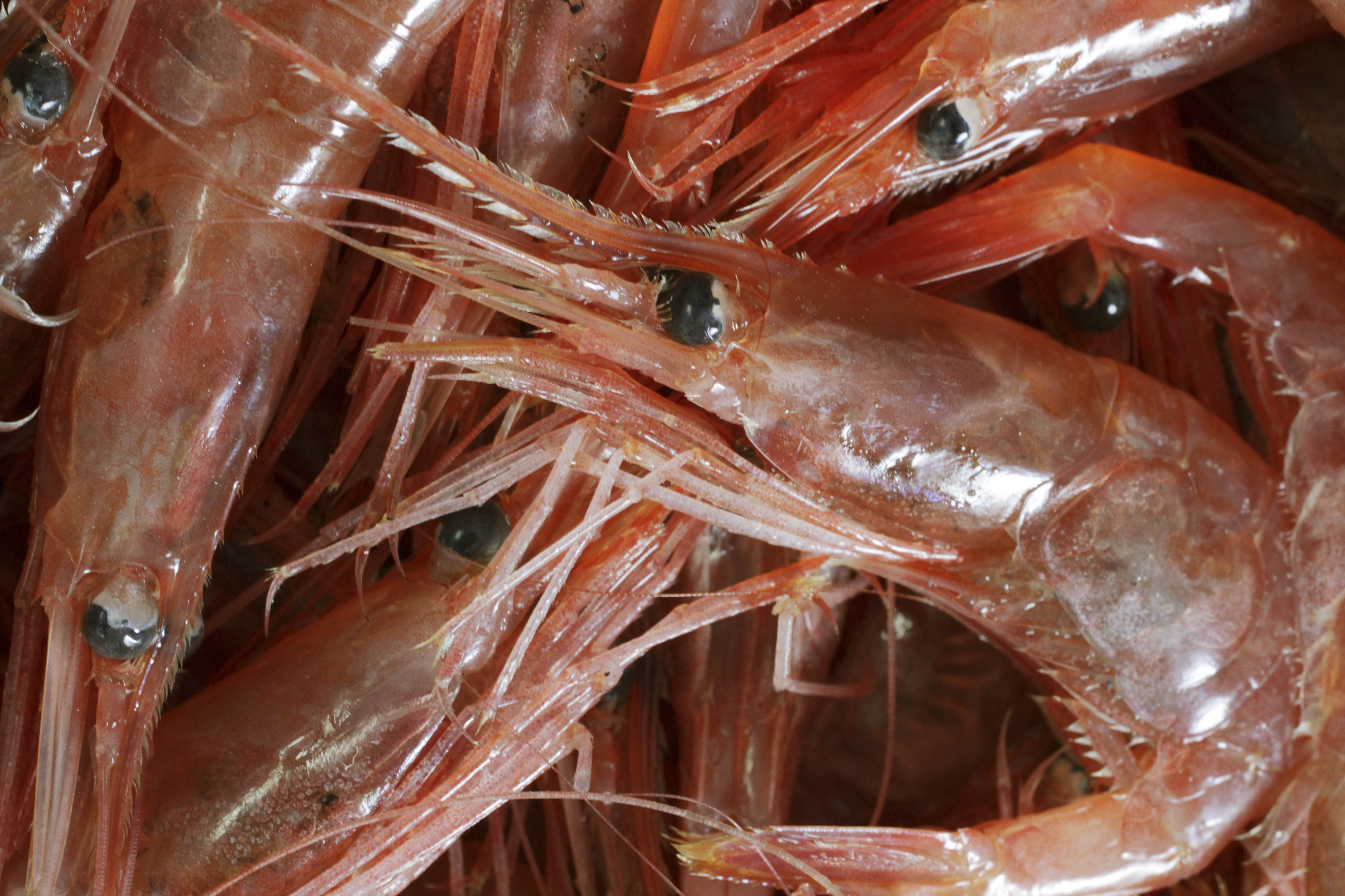 Maine Shrimp
