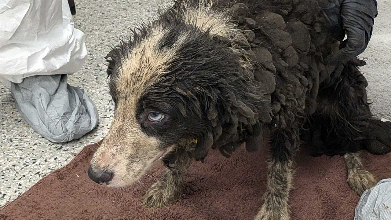 Dog rescued from suspected animal hoarding case