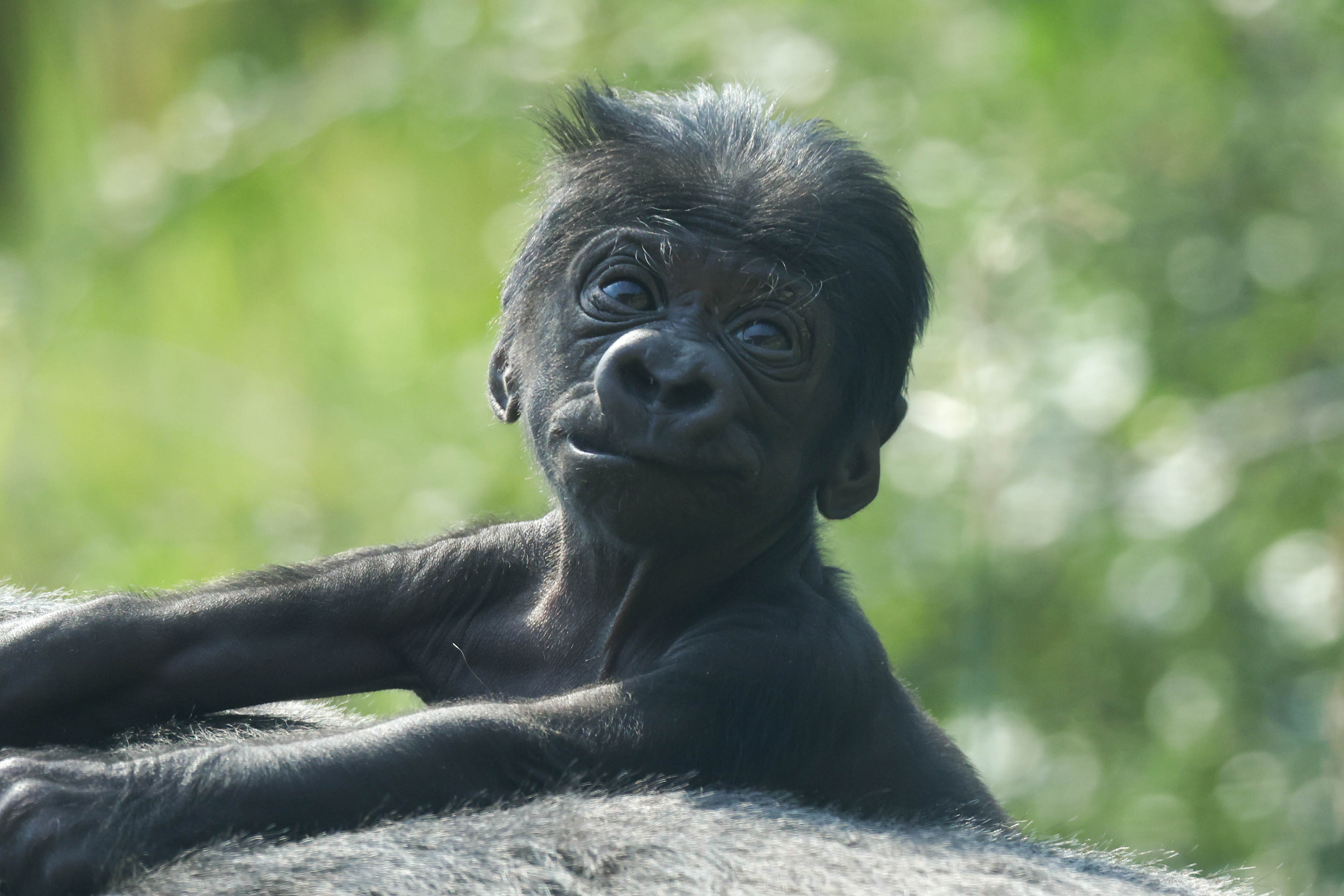 Baby Gorilla 