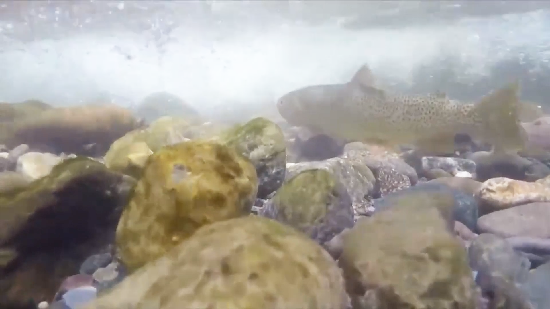 State take significant steps to help two brown trout fisheries in southwestern Montana