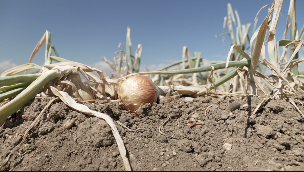 Onions at Petrocco farms.png