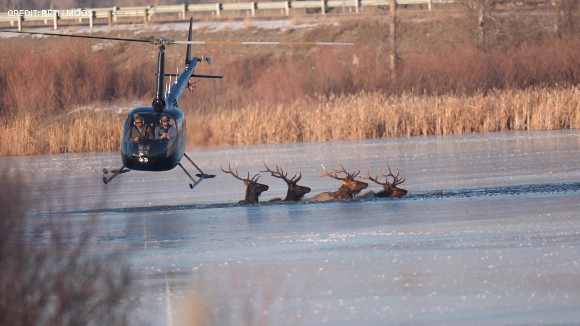 Elk Rescue - photo by Beth Moos