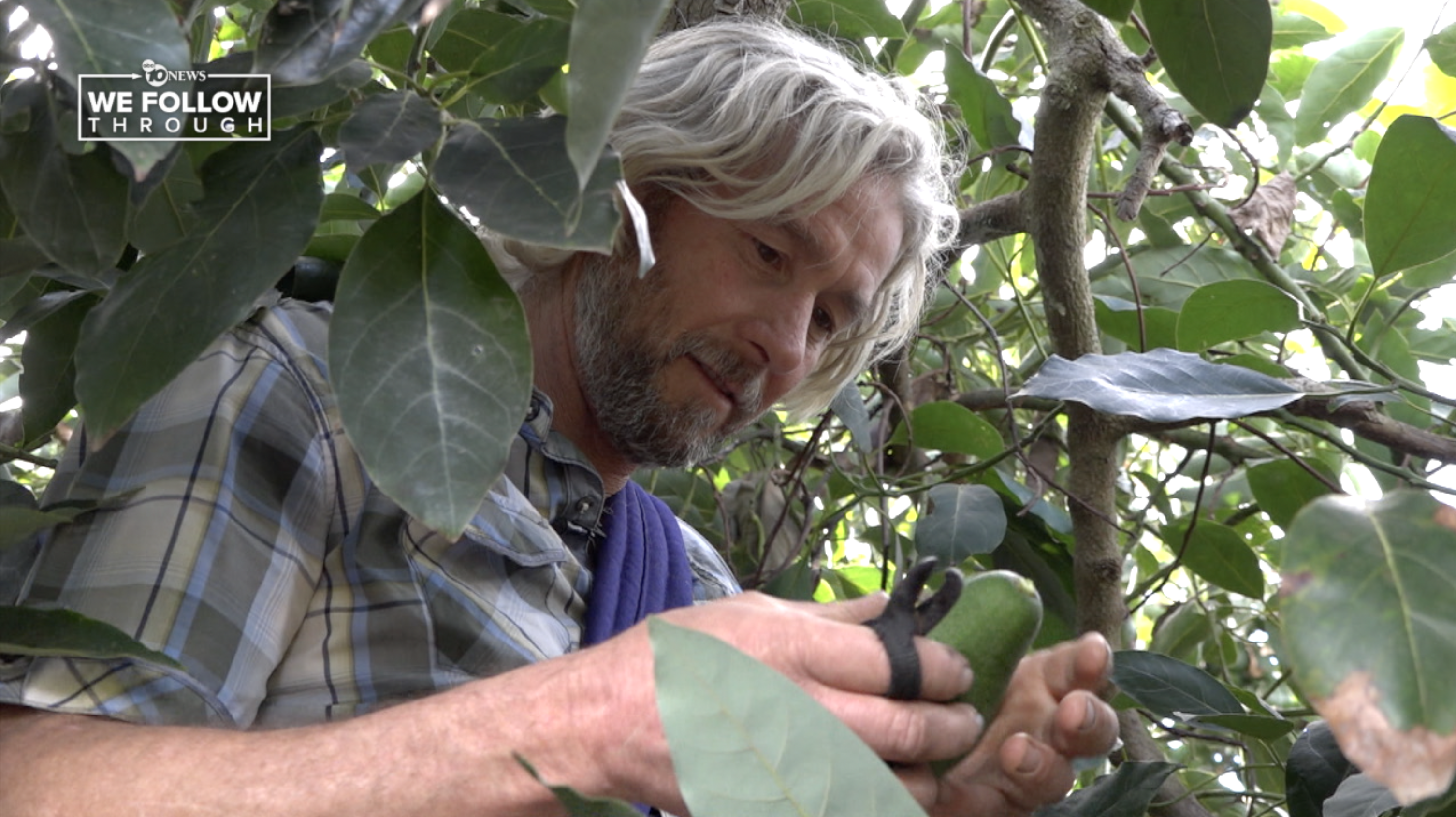 Valley Center avocado farmer worried over Trump's proposed tariffs