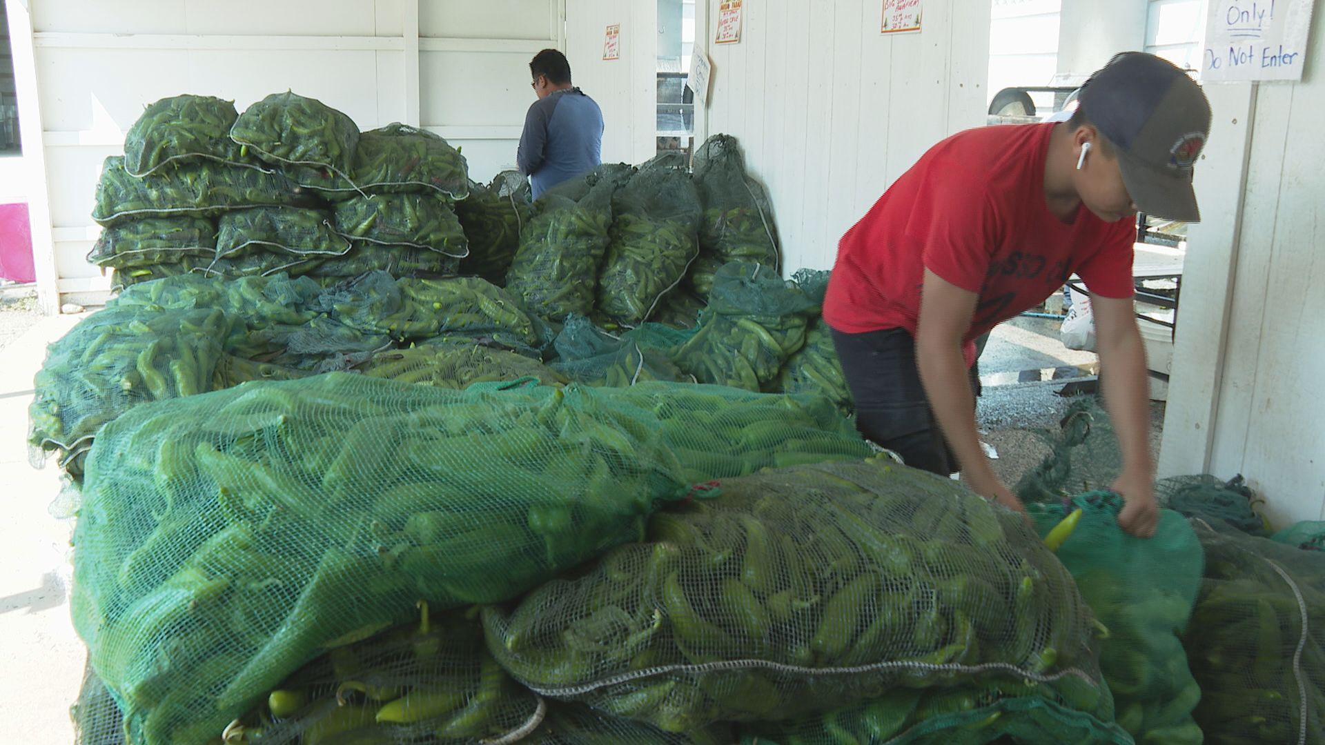 Musso Farms confident Pueblo chiles will survive cold front