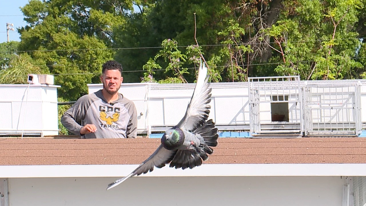 Pigeon 2.jpg