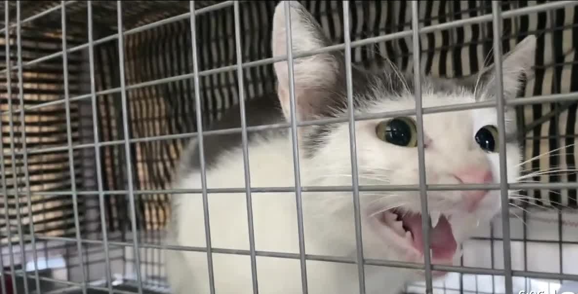 Cat that has been trapped in a cage