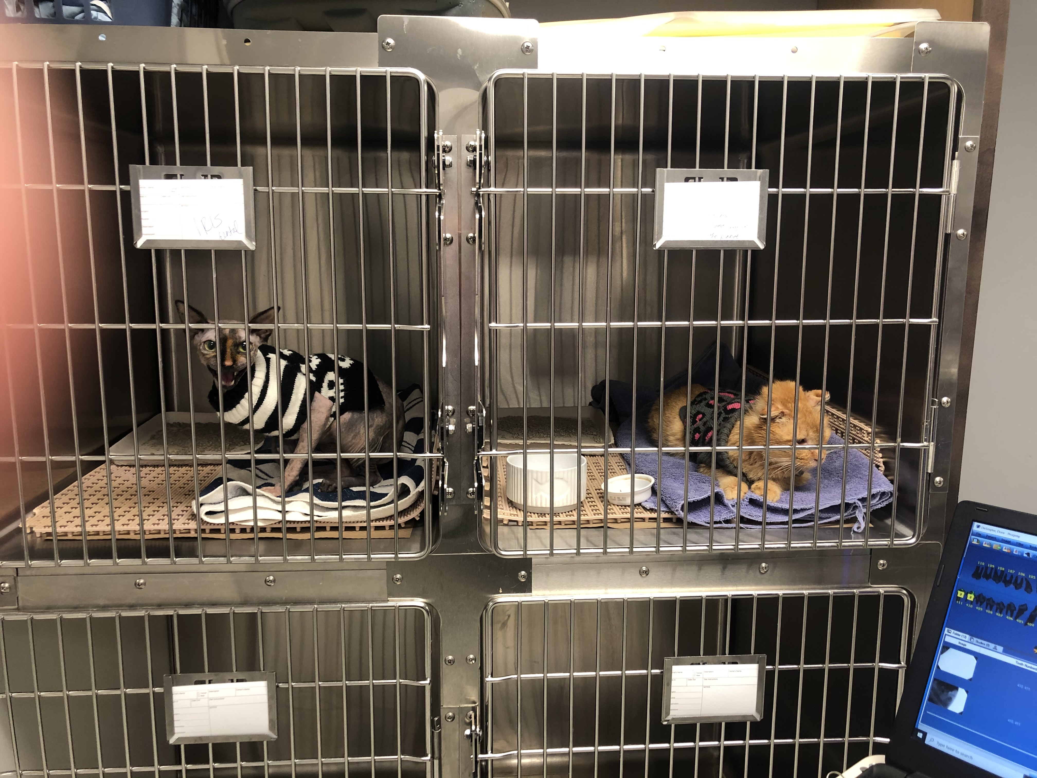 CAGE_1[2].jpg
