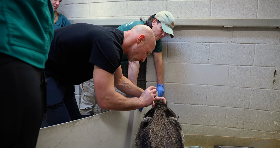 Acupuncture anteater 