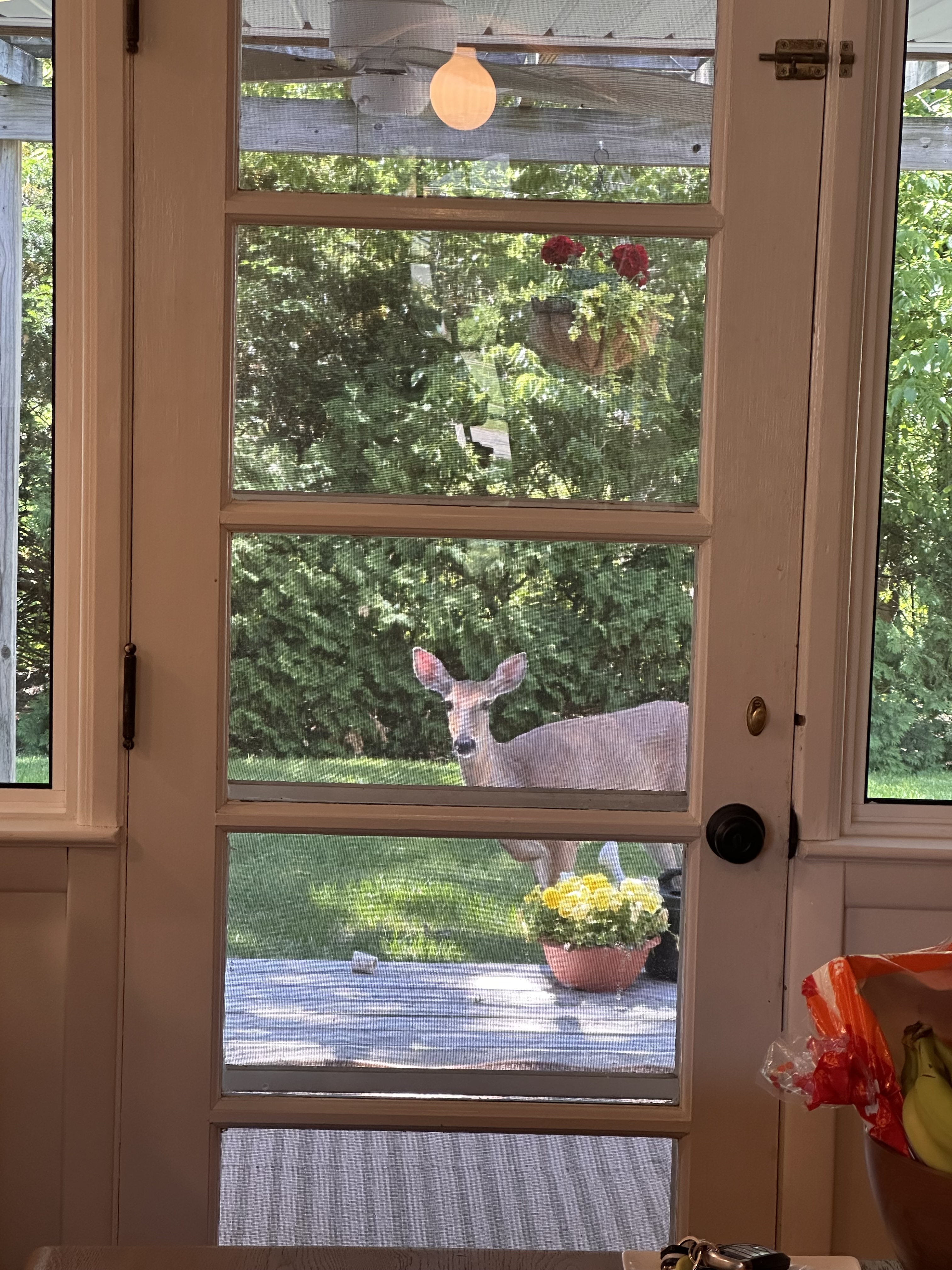 BEVERLY HILLS DEER 3.jpg