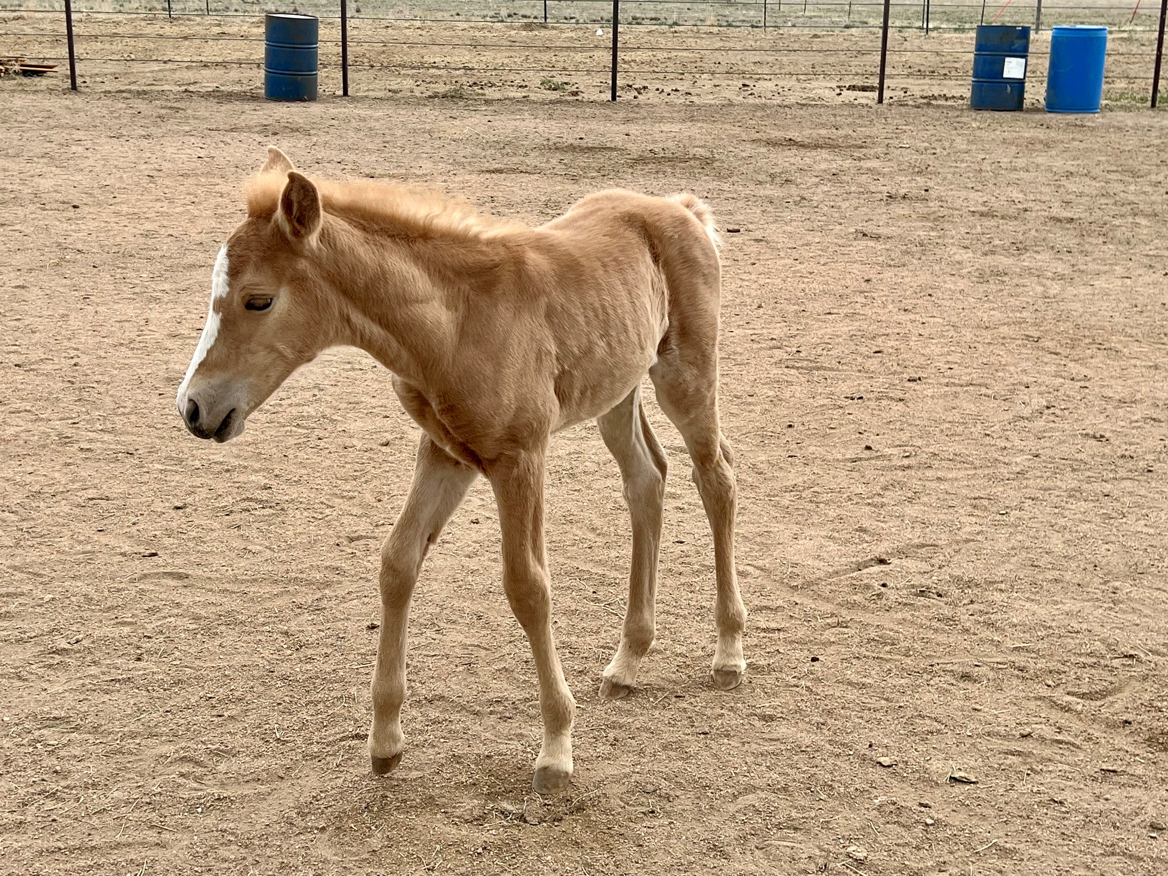 baby horse ro.jpg