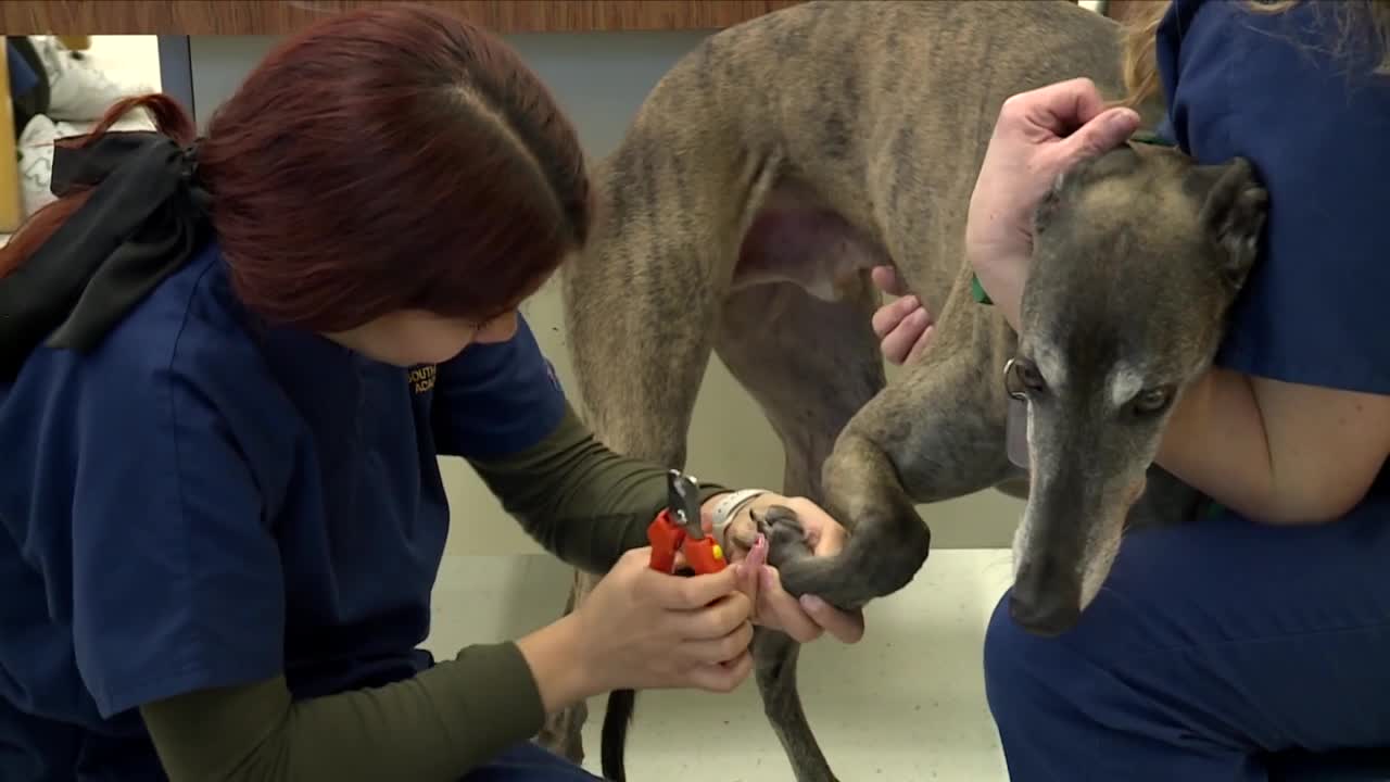 Students in the Veterinary assisting program at SouthTech Academy in Boynton Beach care for animals on Jan. 31, 2024.jpg