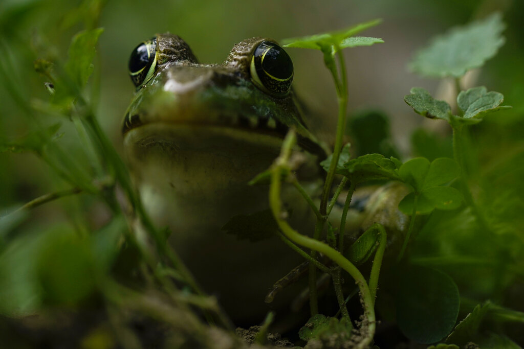 Pennsylvania Dalily Life