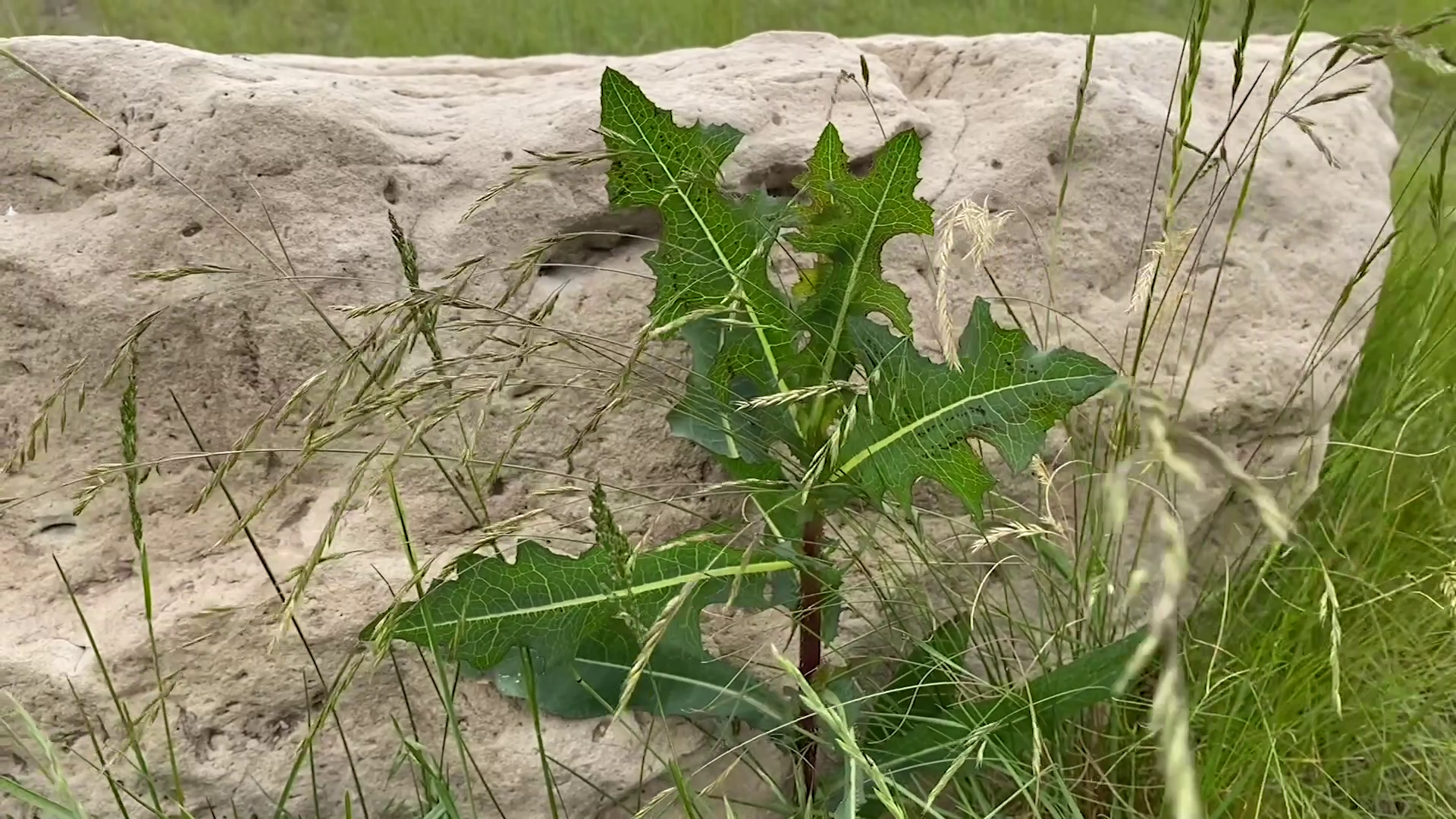 Noxious Weeds