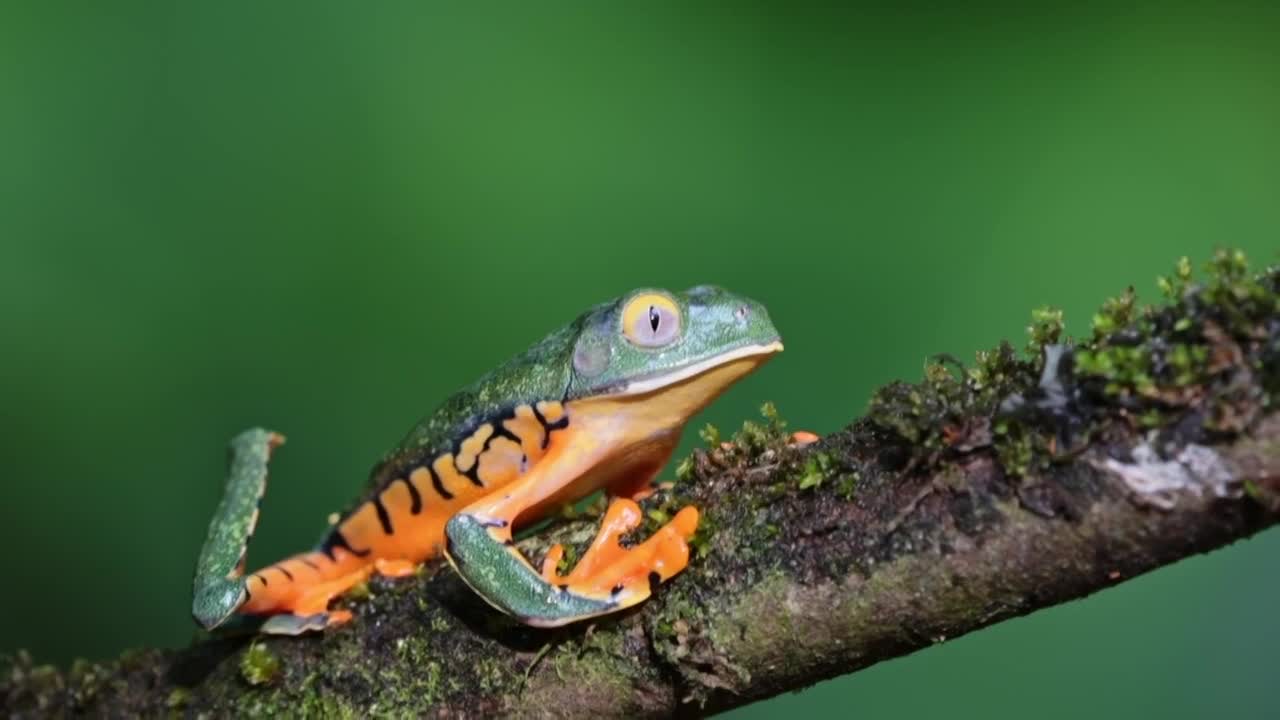 frog.jpeg