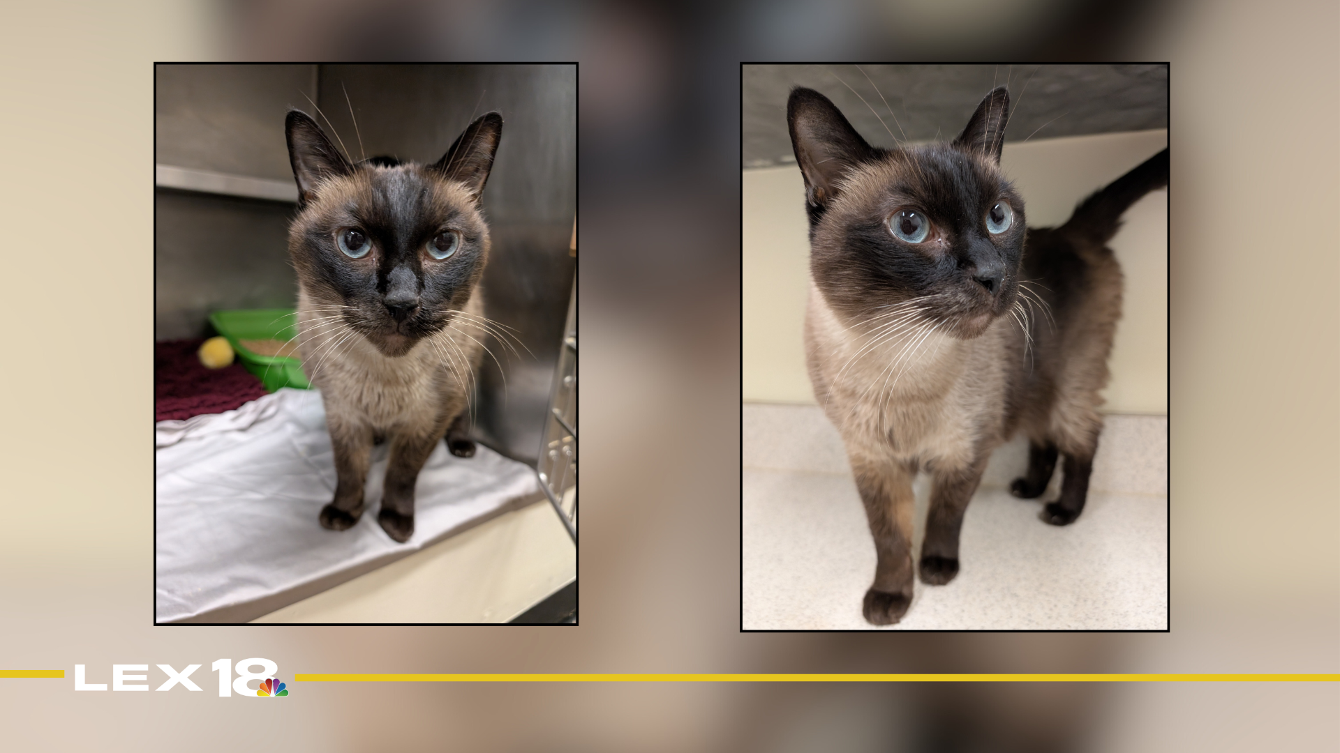 Featured Image Custom Edit (3).png