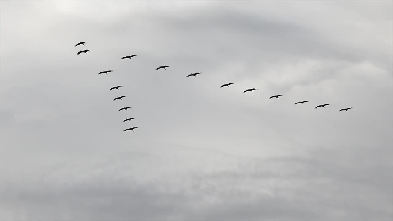 bird migration