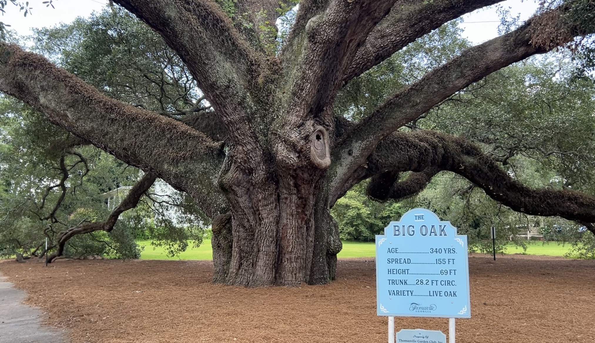 Thomasville’s Big Oak still standing strong after 330+ years