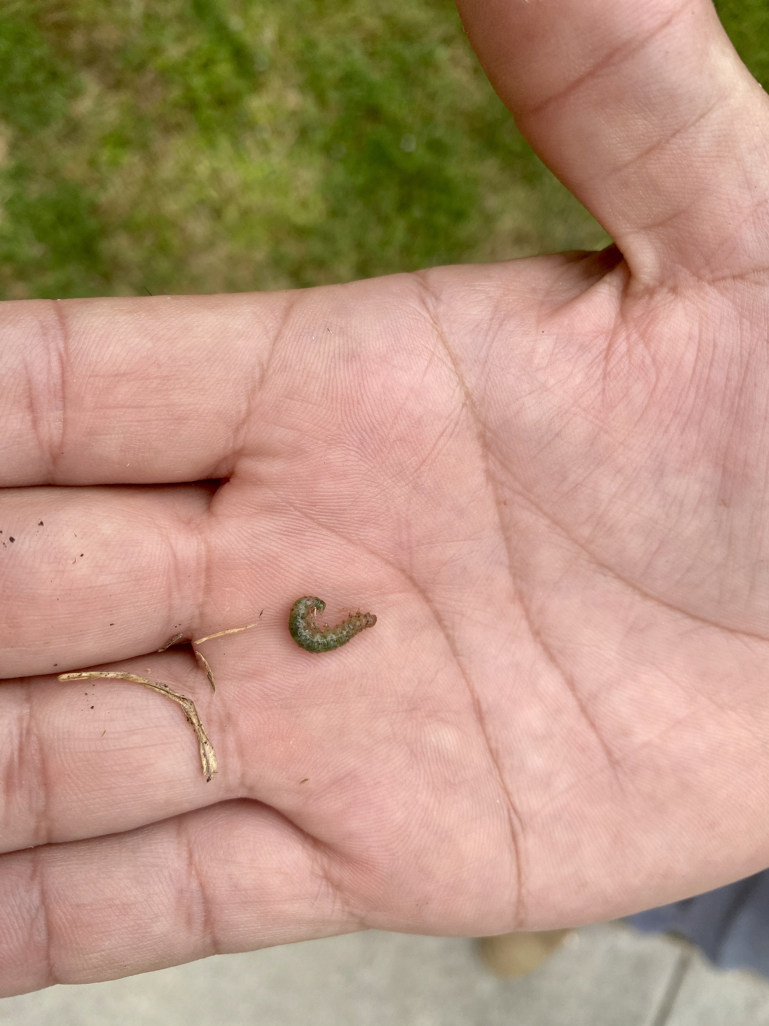 Sod webworms.png