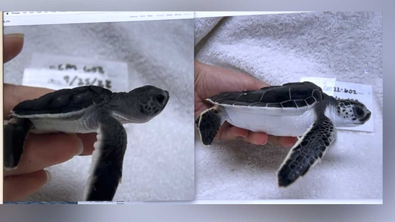 For sea turtles, temperature plays a major role in determining whether a hatchling develops as male or female. Warmer nest temperatures generally produce more females, while cooler temperatures produce more males.