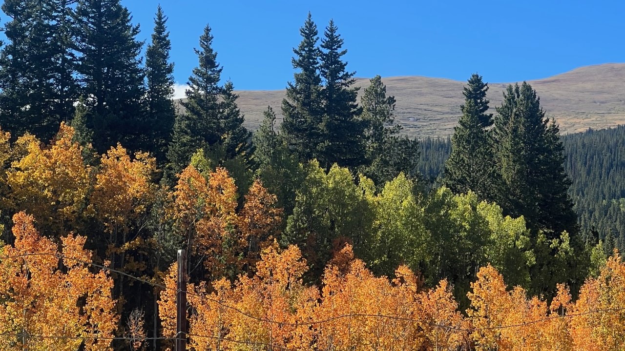 Colorado fall foliage