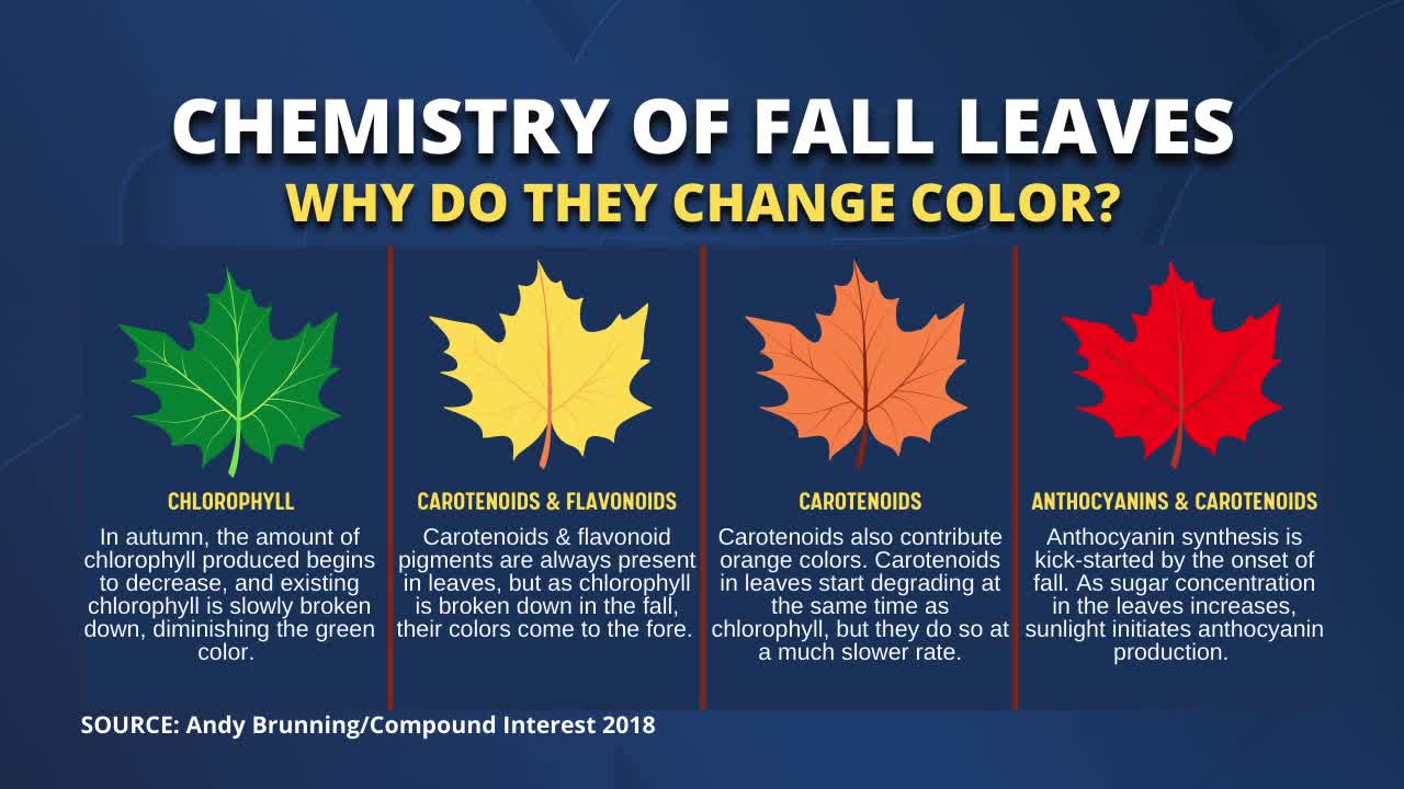 Chemistry of Fall Leaves, Science Sundays