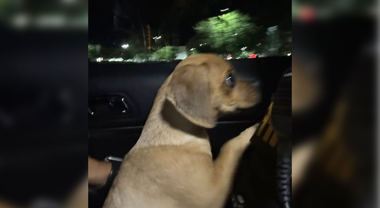Jensen Beach man charged with animal cruelty after 5-month-old puppy tests positive for cocaine exposure