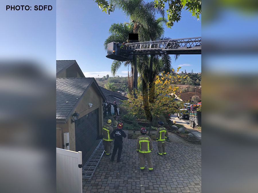 tree_trimmer_sdfd_110920.jpg